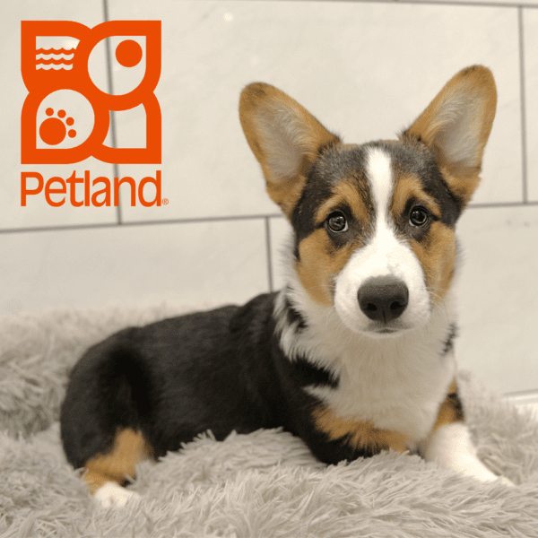 Pembroke Welsh Corgi-Dog-Male---Petland Overland Park, Kansas