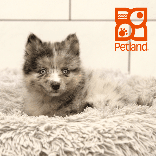 Pomsky-Dog-Female---Petland Overland Park, Kansas