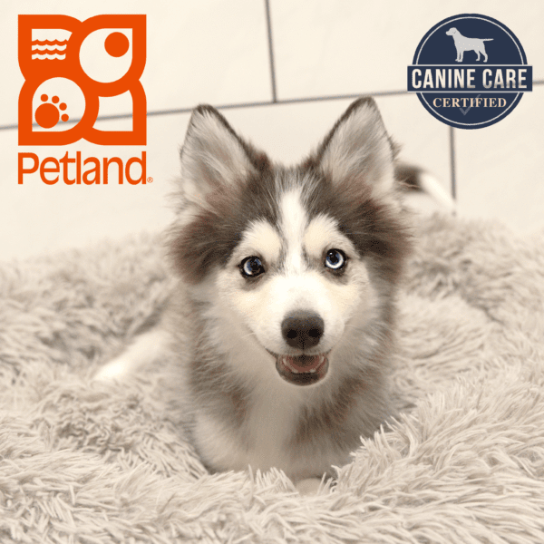 Pomsky-Dog-Male---Petland Overland Park, Kansas
