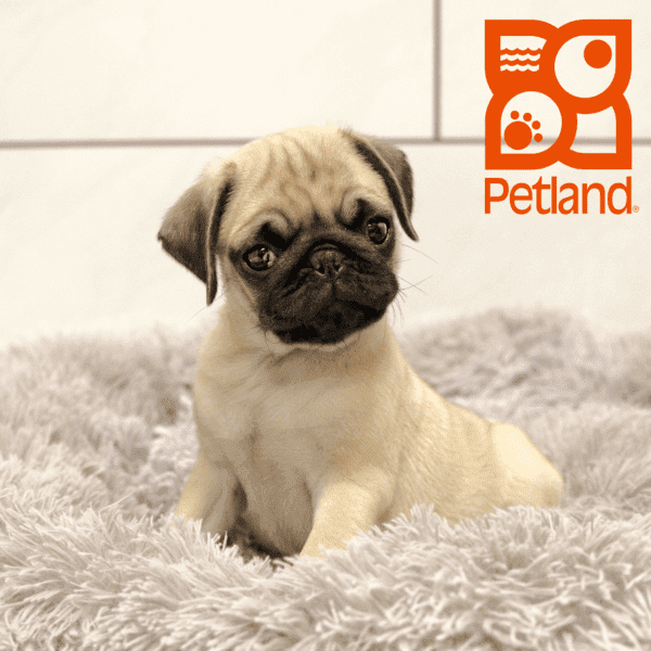 Pug-Dog-Male---Petland Overland Park, Kansas