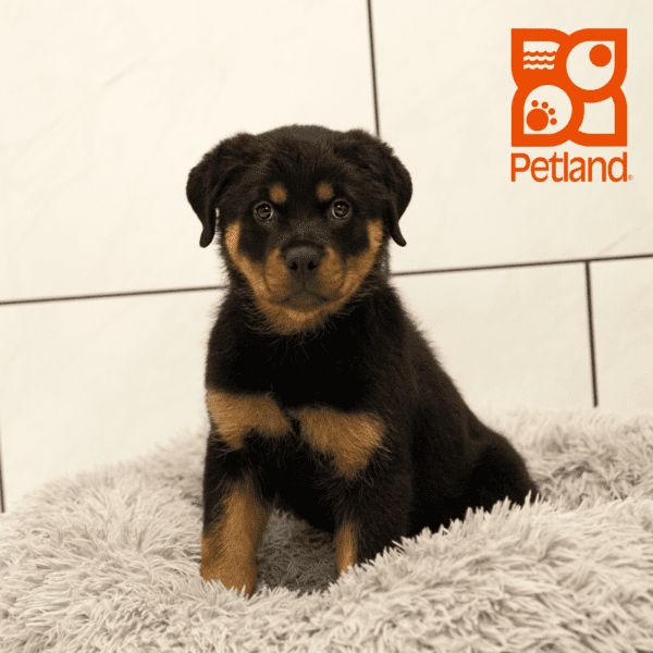 Rottweiler-Dog-Female---Petland Overland Park, Kansas