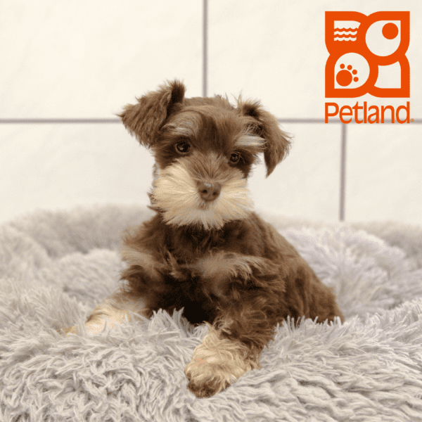 Miniature Schnauzer-Dog-Female---Petland Overland Park, Kansas