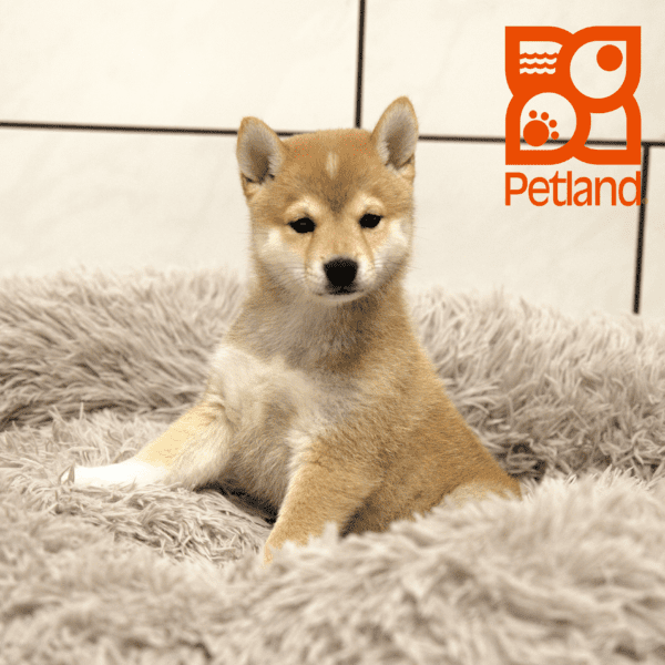 Shiba Inu-Dog-Male---Petland Overland Park, Kansas