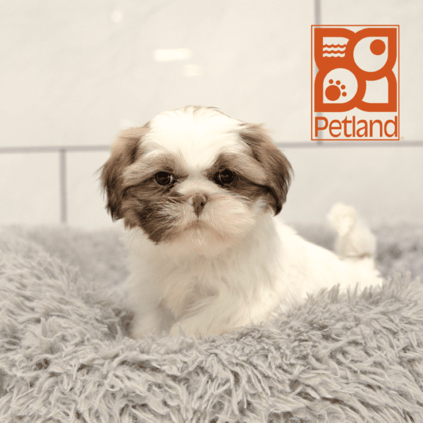 Shih Tzu-Dog-Male---Petland Overland Park, Kansas