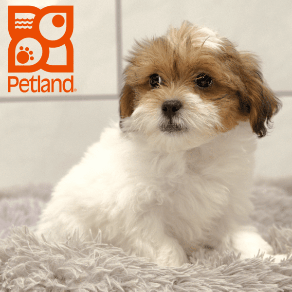 Shihpoo-Dog-Male---Petland Overland Park, Kansas