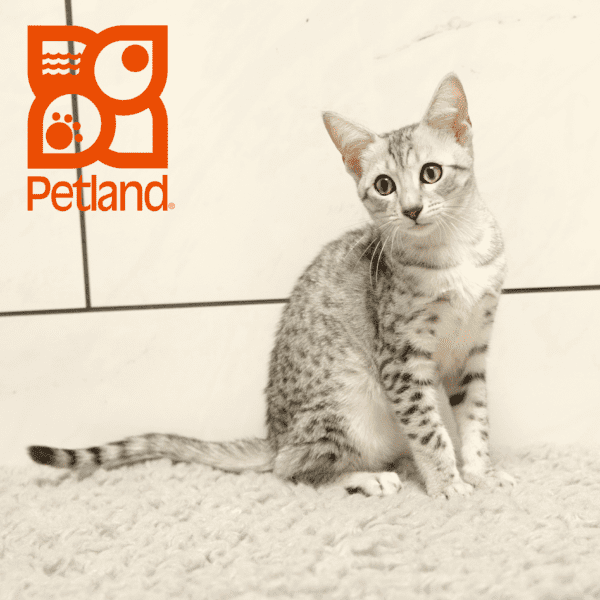 Kittens for Sale Petland Overland Park, Kansas