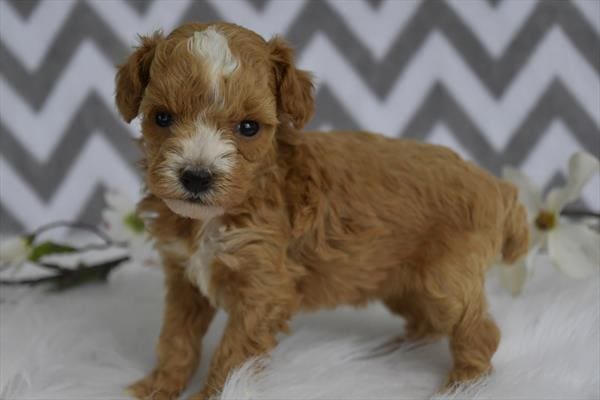 Poodle-Dog-Female---Petland Overland Park, Kansas