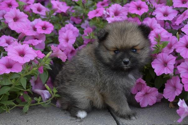Pomeranian-Dog-Female---Petland Overland Park, Kansas