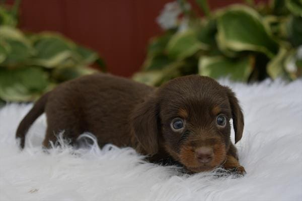 Dachshund-Dog-Female---Petland Overland Park, Kansas