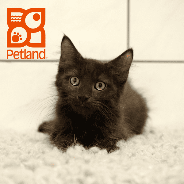 Maine Coon-Cat-Male---Petland Overland Park, Kansas