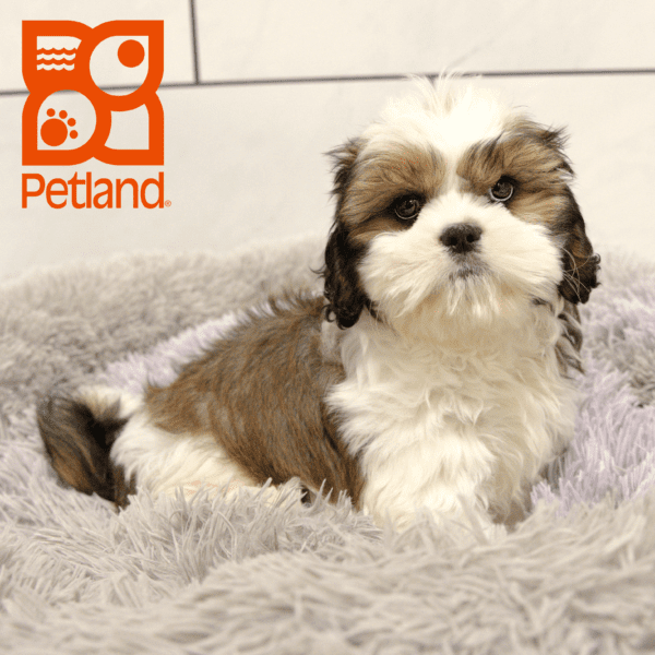 Cavalier King/Shih Tzu-Dog-Male---Petland Overland Park, Kansas