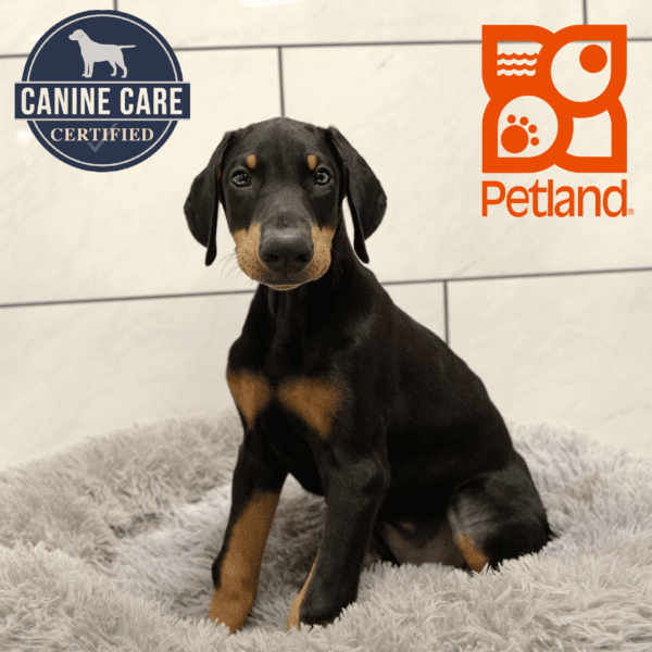Doberman Pinscher-Dog-Male---Petland Overland Park, Kansas
