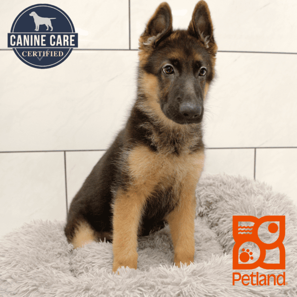 German Shepherd Dog-Dog-Female---Petland Overland Park, Kansas