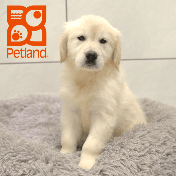 Golden Retriever-Dog-Female---Petland Overland Park, Kansas