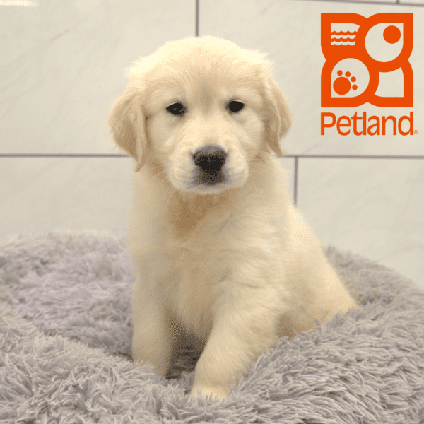 Golden Retriever-Dog-Male---Petland Overland Park, Kansas