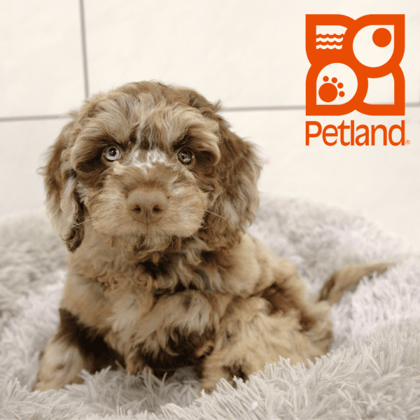 Goldendoodle Mini 2nd Gen-Dog-Female---Petland Overland Park, Kansas
