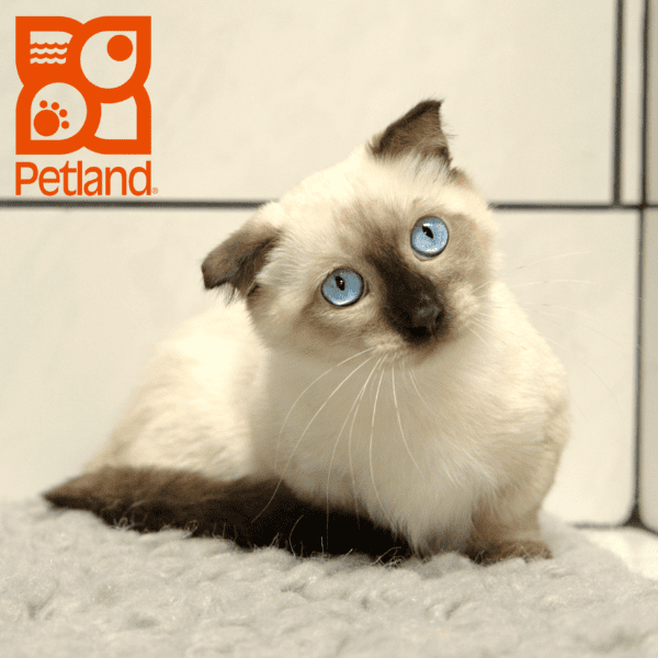 Munchkin-Cat-Male---Petland Overland Park, Kansas