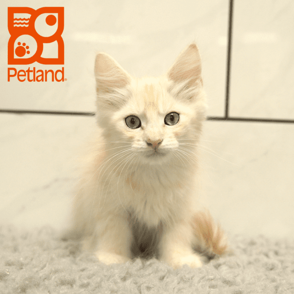 Maine Coon-Cat-Male---Petland Overland Park, Kansas