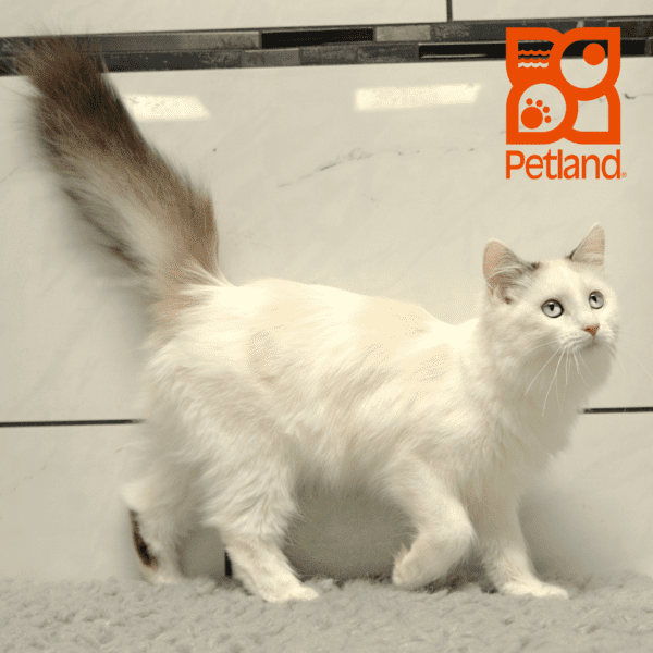 Ragdoll-Cat-Female---Petland Overland Park, Kansas