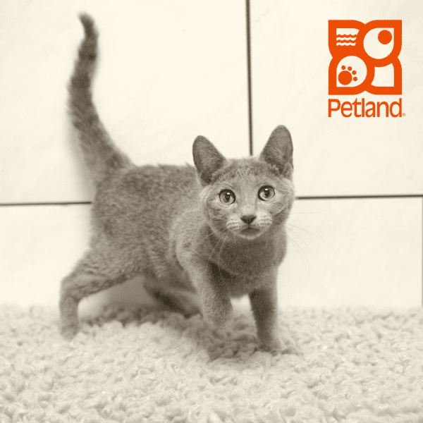 Russian Blue-Cat-Female---Petland Overland Park, Kansas