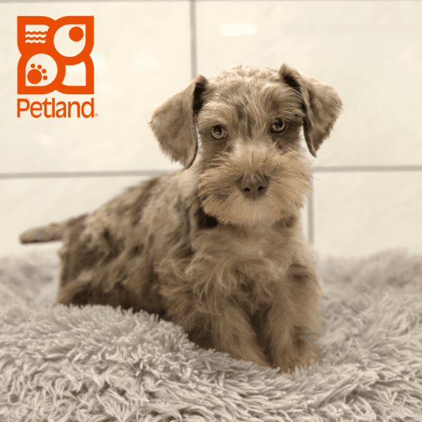 Miniature Schnauzer-Dog-Male---Petland Overland Park, Kansas