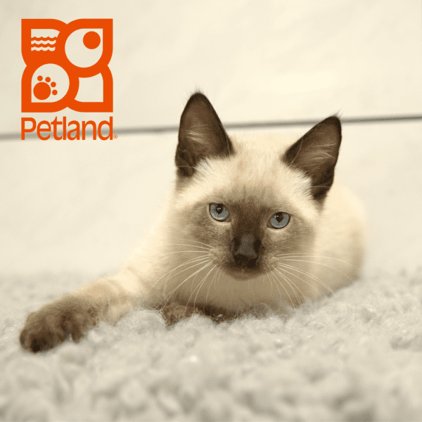 Siamese-Cat-Male---Petland Overland Park, Kansas