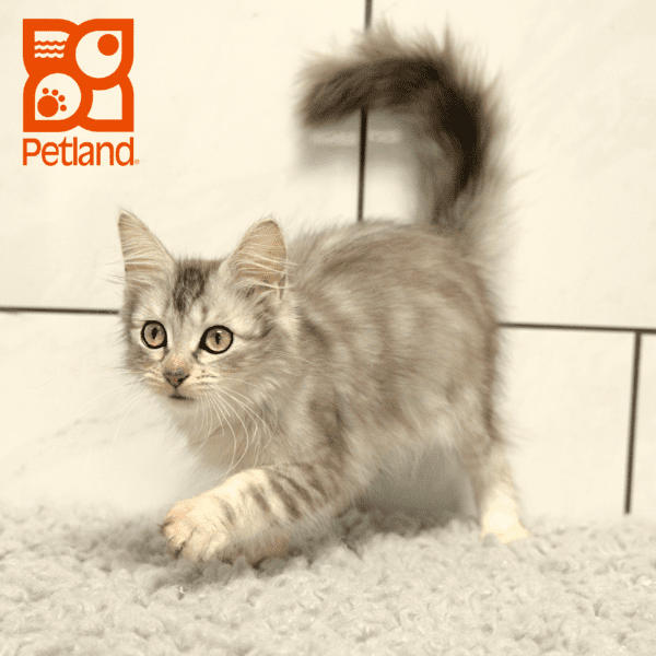 Maine Coon-Cat-Female---Petland Overland Park, Kansas