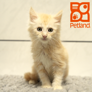 Maine Coon-Cat-Male---Petland Overland Park, Kansas