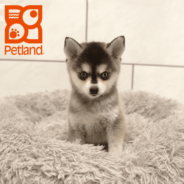 Alaskan Klee Kai-Dog-Male---Petland Overland Park, Kansas