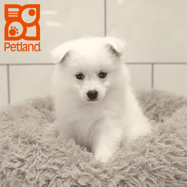American Eskimo Dog-Dog-Female---Petland Overland Park, Kansas