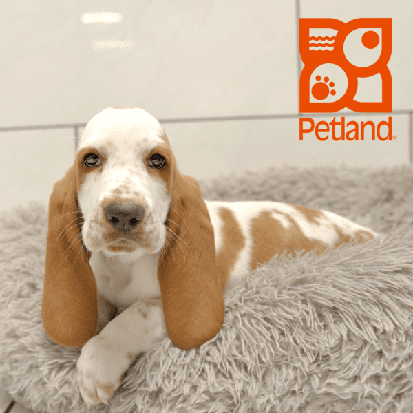 Basset Hound-Dog-Male---Petland Overland Park, Kansas