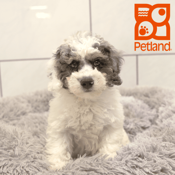 Bernedoodle Mini 2nd Gen-Dog-Female---Petland Overland Park, Kansas
