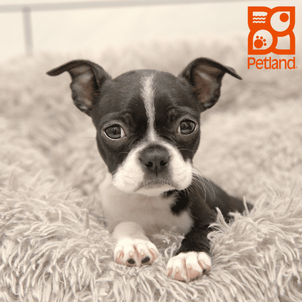Boston Terrier-Dog-Female---Petland Overland Park, Kansas