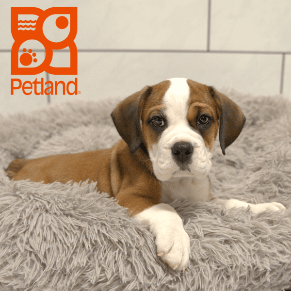 Bulldog/Bulldog-Beagle-Dog-Male---Petland Overland Park, Kansas