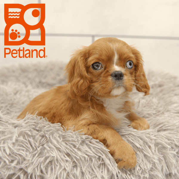 Cavalier King Charles Spaniel-Dog-Female---Petland Overland Park, Kansas