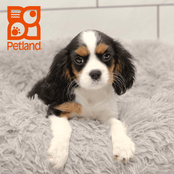 Cavalier King Charles Spaniel-Dog-Female---Petland Overland Park, Kansas