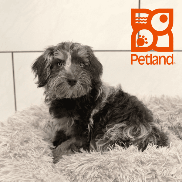 Cavalier King Charles Spaniel/Miniature Schnauzer-Dog-Female---Petland Overland Park, Kansas
