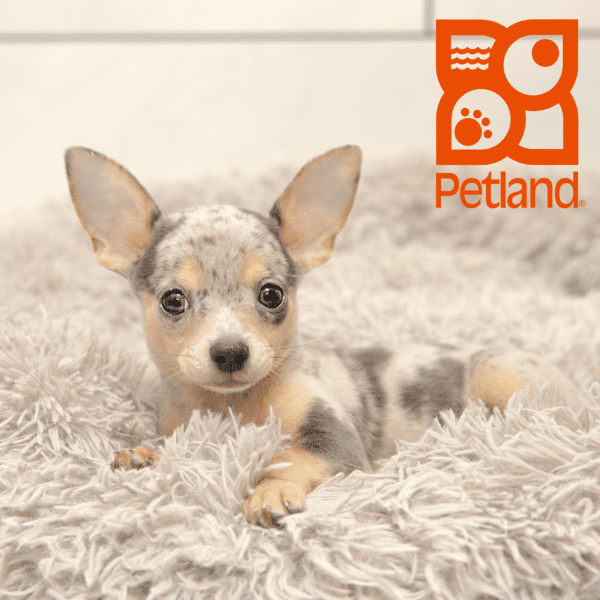 Chihuahua-Dog-Male---Petland Overland Park, Kansas