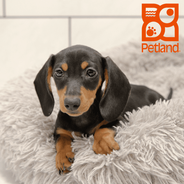 Dachshund-Dog-Female---Petland Overland Park, Kansas