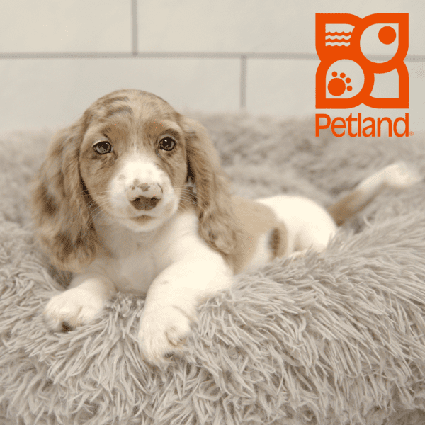 Dachshund-Dog-Male---Petland Overland Park, Kansas