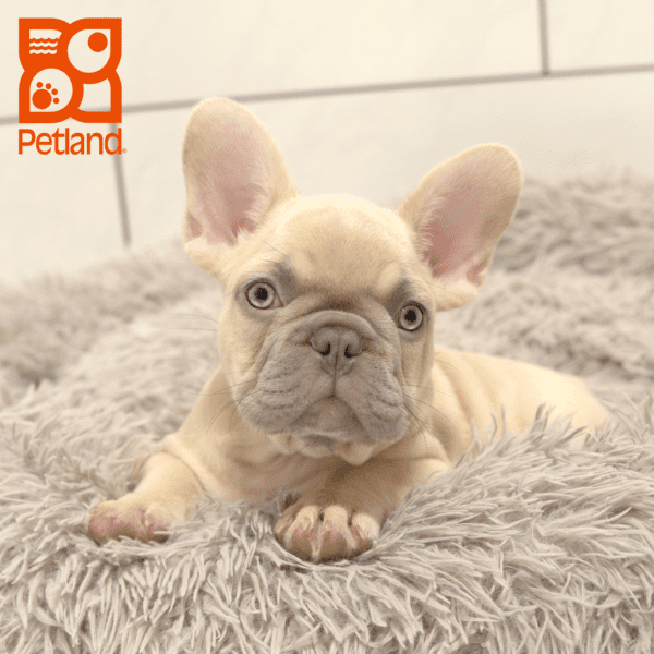French Bulldog-Dog-Male---Petland Overland Park, Kansas