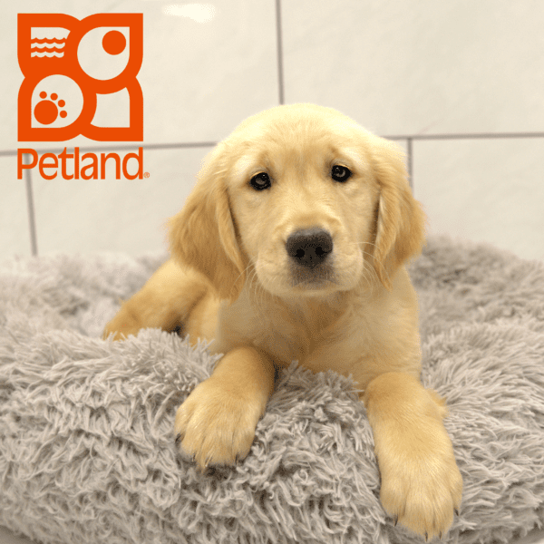 Golden Retriever-Dog-Female---Petland Overland Park, Kansas
