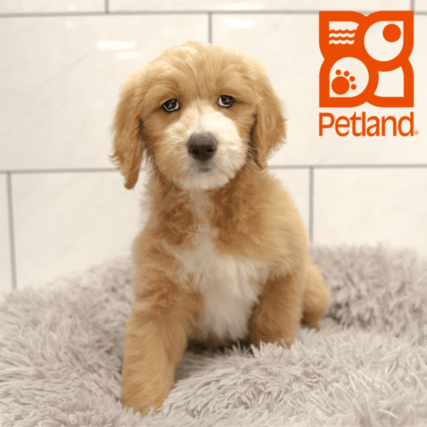 Goldendoodle-Dog-Female---Petland Overland Park, Kansas