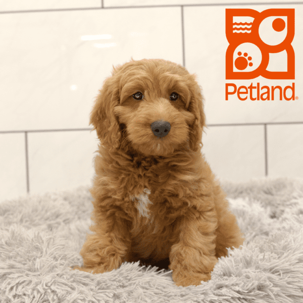 Goldendoodle Mini 2nd Gen-Dog-Male---Petland Overland Park, Kansas