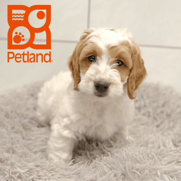Goldendoodle Mini 2nd Gen-Dog-Male---Petland Overland Park, Kansas