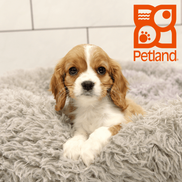 Cavalier King Charles Spaniel-Dog-Female---Petland Overland Park, Kansas
