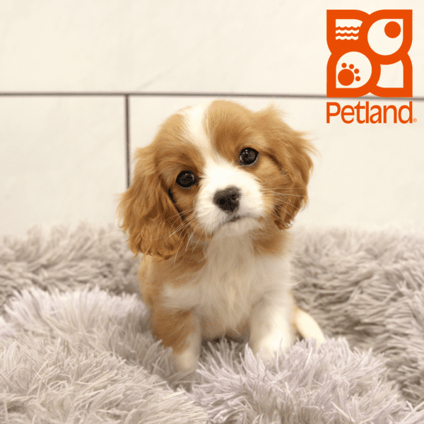 Cavalier King Charles Spaniel-Dog-Male---Petland Overland Park, Kansas