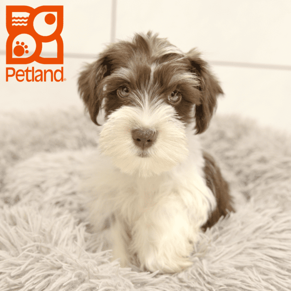 Miniature Schnauzer-Dog-Male---Petland Overland Park, Kansas