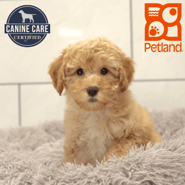 Poodle-Dog-Female---Petland Overland Park, Kansas