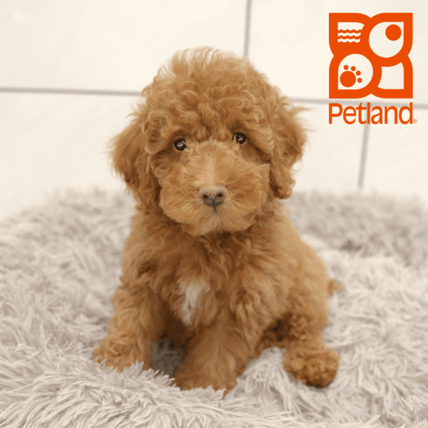 Poodle-Dog-Male---Petland Overland Park, Kansas